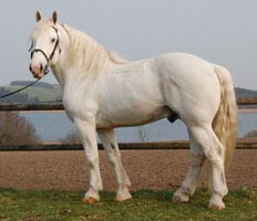 Pequo