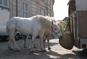 Boulonnais i København
