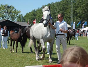 Rosa på dyrskue i Aabenraa