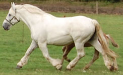 Marquise 237