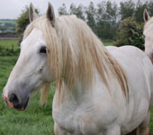 Marquise 237