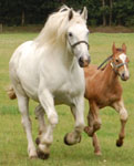 Marquise 237