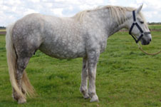 Opaline 57