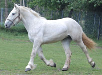 Tina des Croisettes
